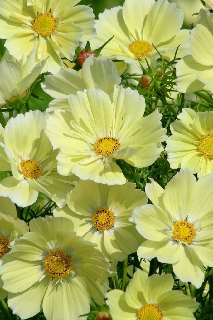 Piante & sementi: 50 Samen Cosmea XANTHOS – Nuovo (secondo la descrizione) da Ehrendingen venduto da VerveinaSamen 5