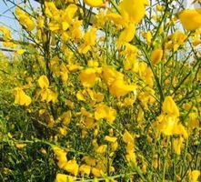 CYTISUS LUNAGOLD WILD 30 cm x 5 STK