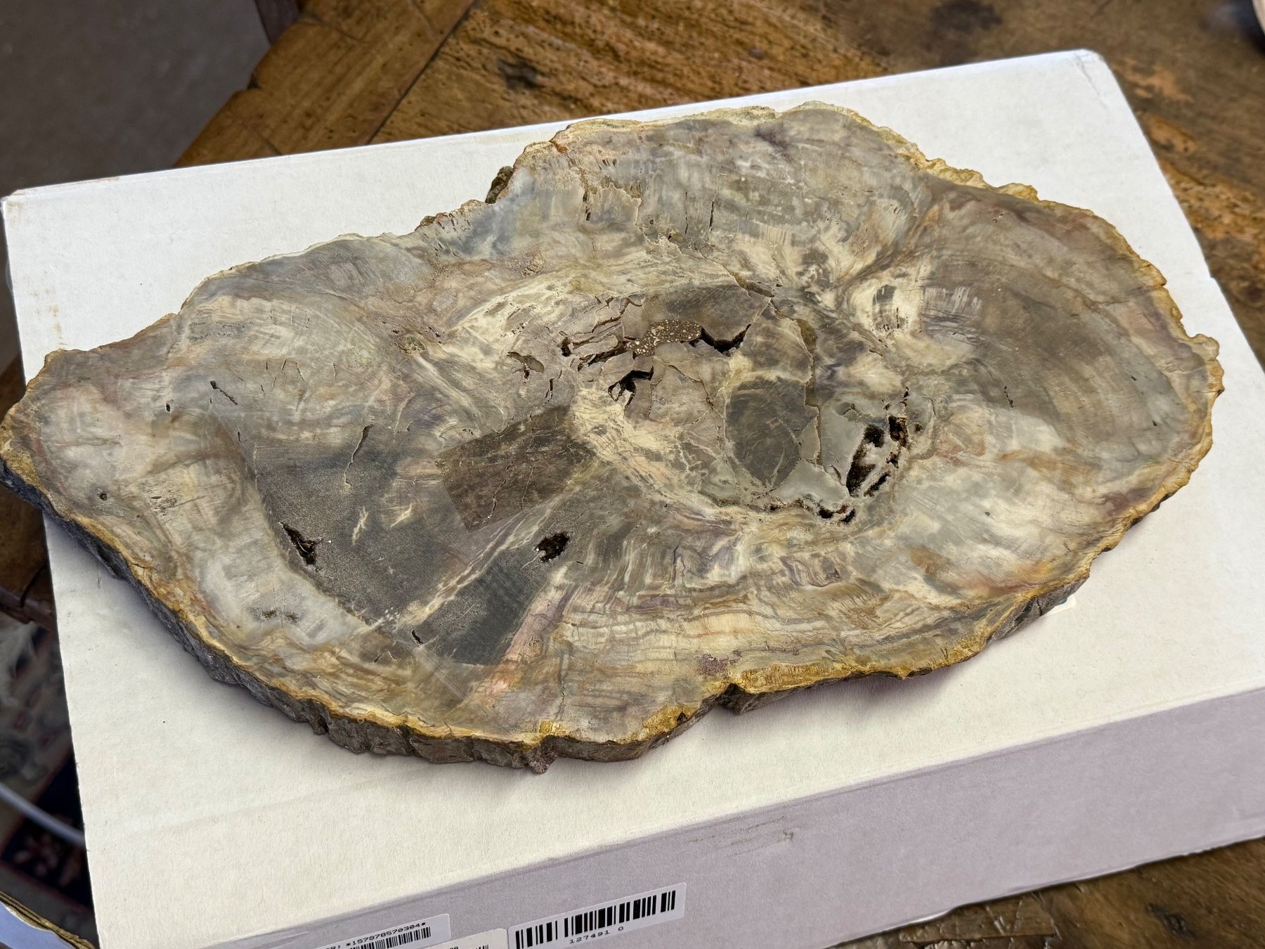 Fossili: Antiker ARAUKARIT versteinerte Holzscheibe – Usato da Bern venduto da Jwpm66 5
