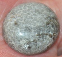 Cabochon L-722 – Helles Schlangen Fossil - 19x17mm