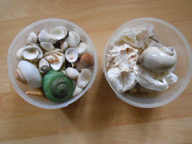 Alle Dekorationen: Basteln Muscheln und Schnecken 2 Kilo – Gebraucht aus Flühli LU von primula-47 2