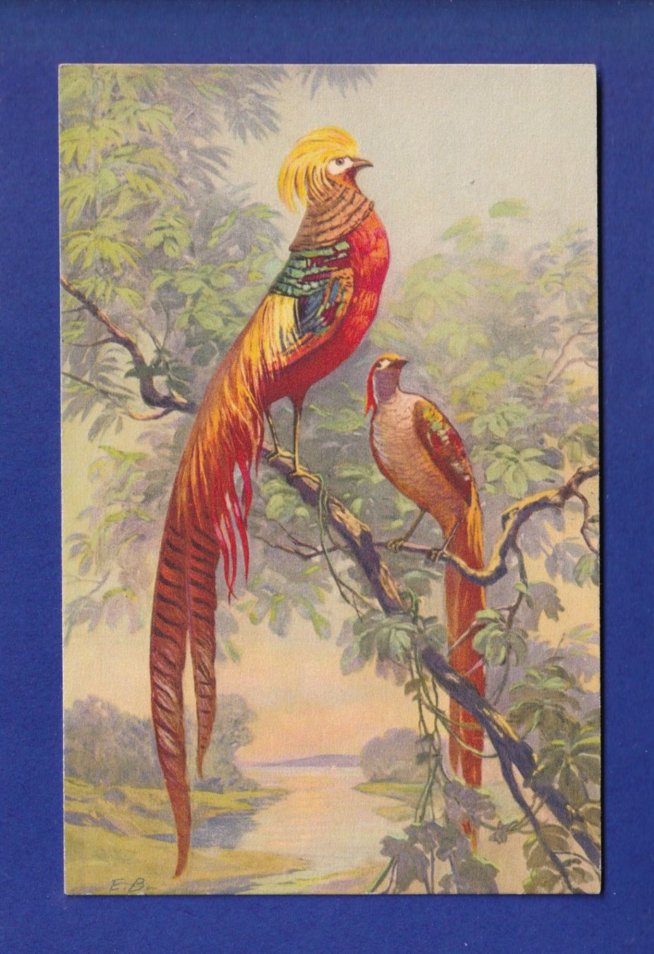 Cartes postales: OISEAU - Faisan – D'occasion à Pully par nicecards-shop
