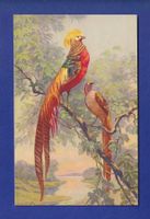 OISEAU - Faisan