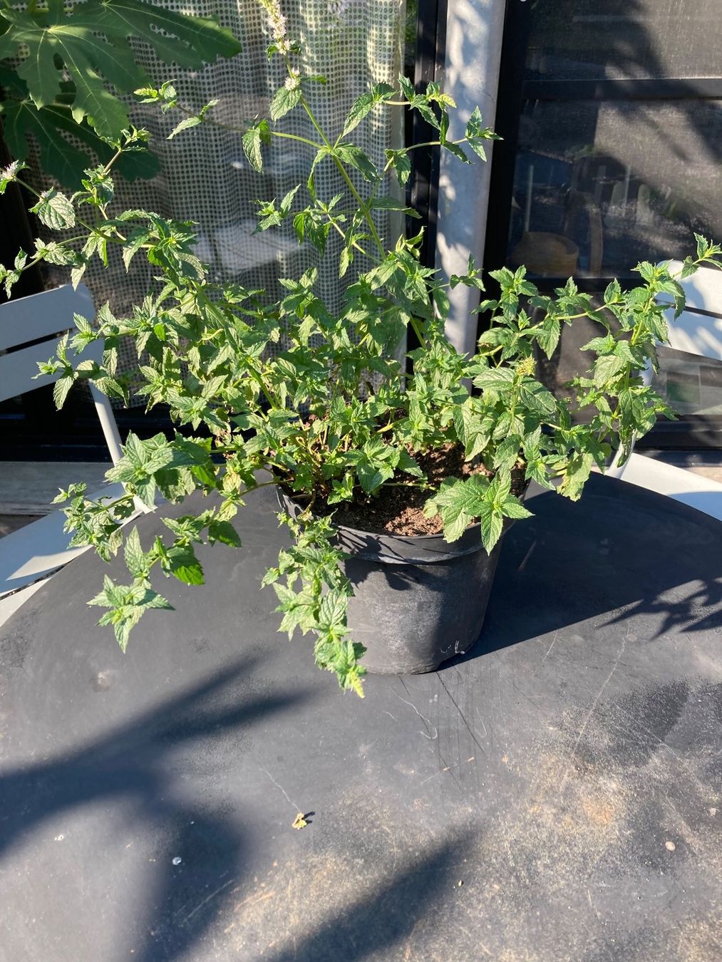 Plantes & graines: Tunesische Minze, super schmackhaft, seltene Sorte – D'occasion à Uttwil par Dolphin7