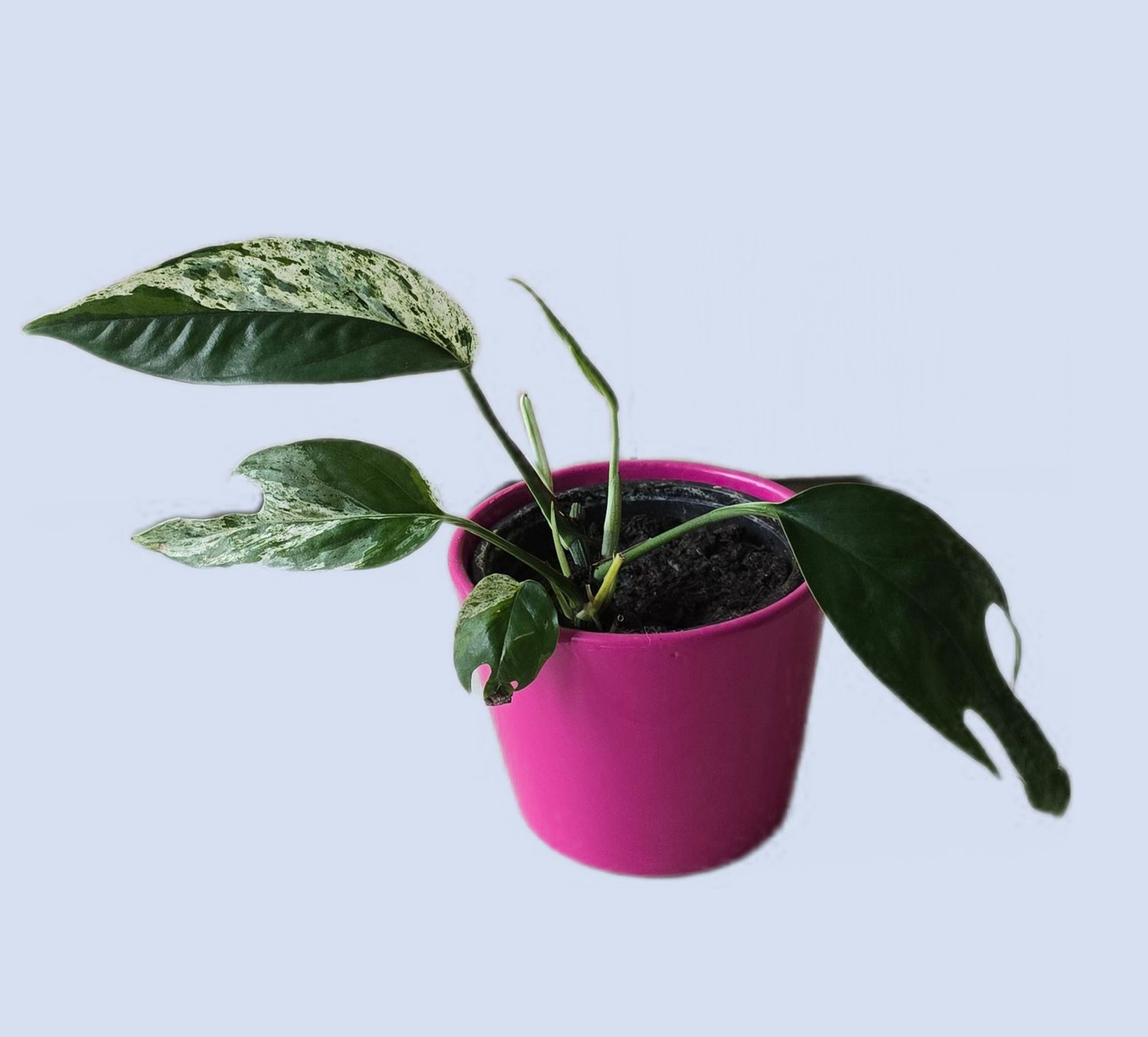 Piante & sementi: Epipremnum Marble Variegata – Usato da Aarburg venduto da Glitzerschein 2