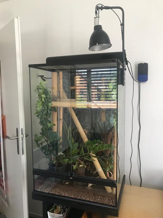 Terrarium für Gecko Kaufen auf Ricardo