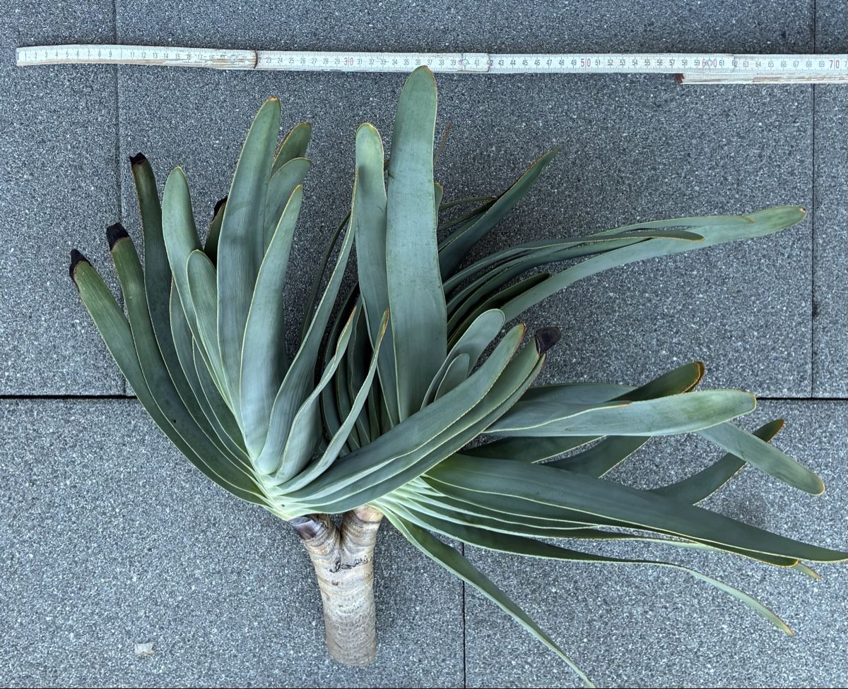 Plantes & graines: Aloe plicatilis – Neuf (Voir description) à Altendorf par Monteiroastrild 1