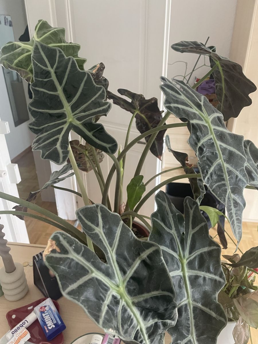 Plantes & graines: Alocasia Polly – D'occasion à Bern par zoe_zkb5 2