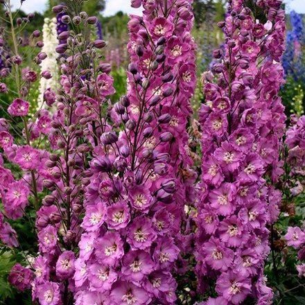 Pflanzen & Samen: 50 Samen Rittersporn ASTOLAT Blume – Neu (gemäss Beschreibung) aus Ehrendingen von VerveinaSamen