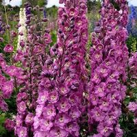 50 Samen Rittersporn ASTOLAT Blume