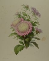 REINE MARGUERITE, LITHOGRAPHIE UM 1850