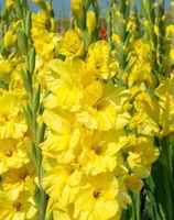 8 Zwiebeln XL (100 cm) gelber Gladiole "Nova Lux". Mit Anwei