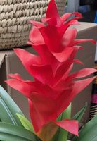 Zimmerpflanze Guzmania rot neu
