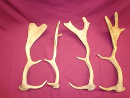 Hirsch, Geweih, Trophäe, Horn, Dekoration Abwurfstangen Hund