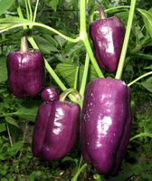 5 Samen sehr seltener Süßpaprika „Violett“