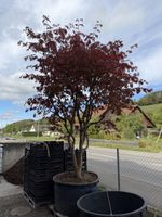 Japanischer Fächerahorn Solitärbaum mehrstämmig