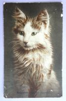 Portrait de Chat
