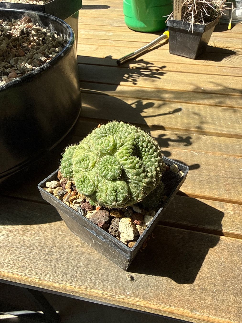 Piante & sementi: Rebutia – Usato da Rorbas venduto da SimS0n 4
