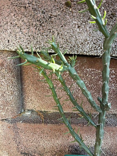 Pflanzen & Samen: Cylindropuntia Denver weiss / Winterhart – Gebraucht aus Therwil von Tigersunne 4