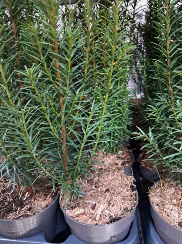 Pflanzen & Samen: Eibe Taxus baccata – Neu (gemäss Beschreibung) aus Uerkheim von Justi.y