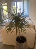 Drachenbaum Zimmerpflanze, ohne Topf, guter Zustand