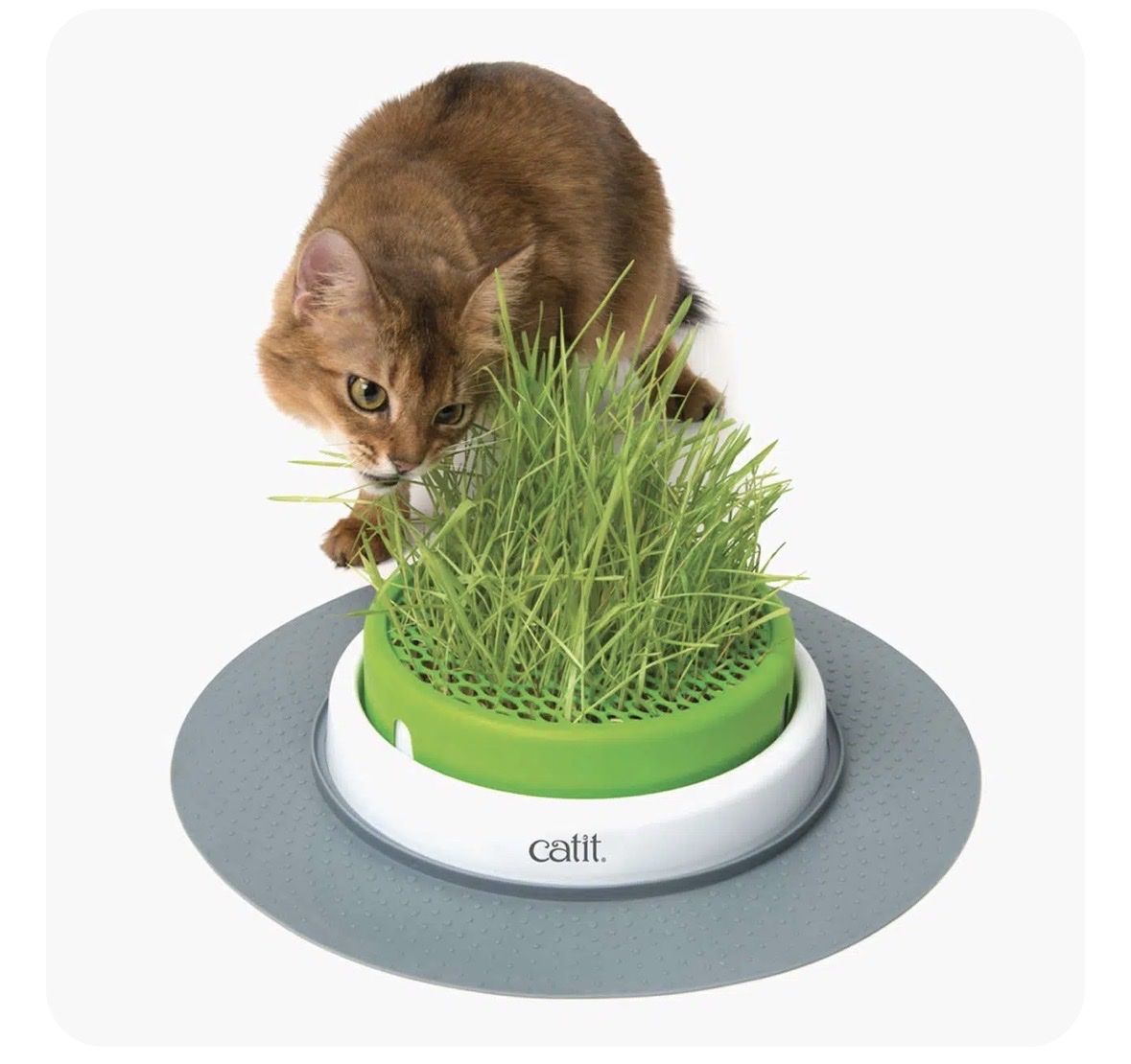 Futter: Catit Katzengrass - Herbe à chat – Gebraucht aus Pully von AUSC
