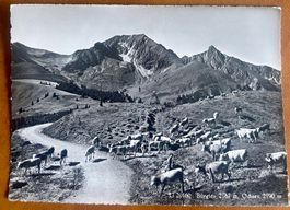 BÜRGLEN - OCHSEN mit Kühe 1962
