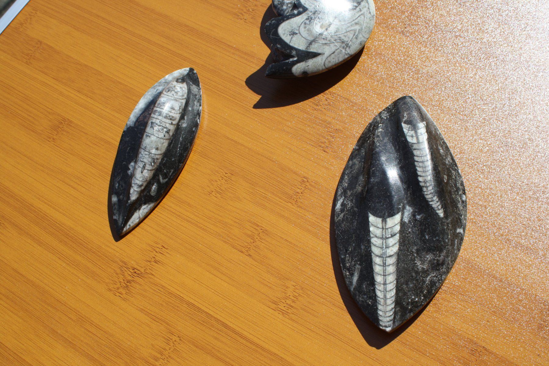 Fossili: 3 SCHÖNE STEINE POLIERT FOSSIL ECHT ?? – Usato da Wauwil venduto da Pneuedy 3