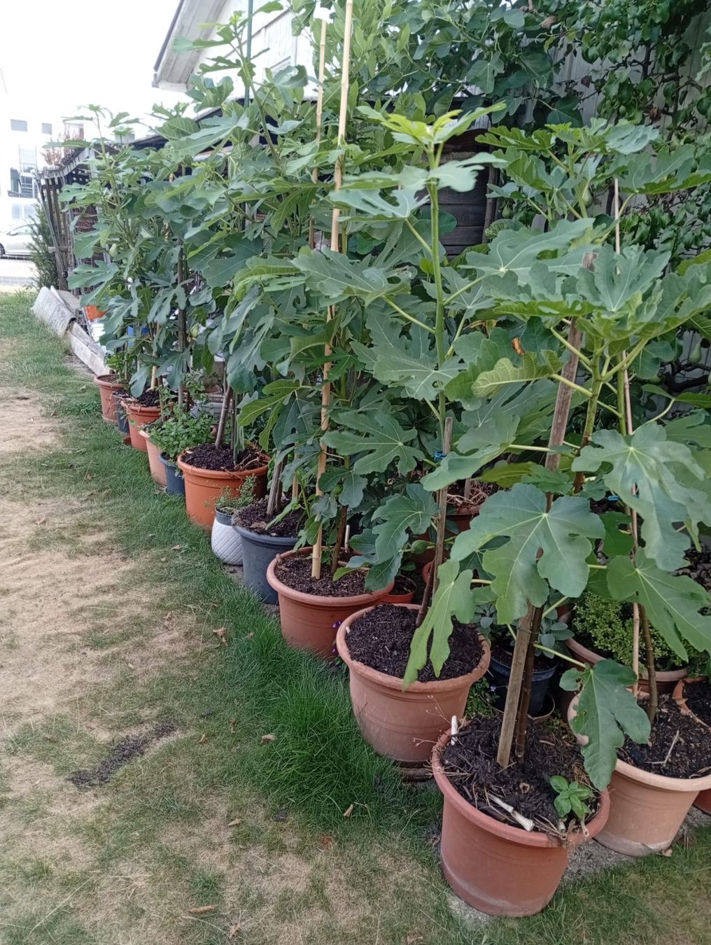 Plantes & graines: Feigenbäume – D'occasion à Langenthal par Shadowman01 1