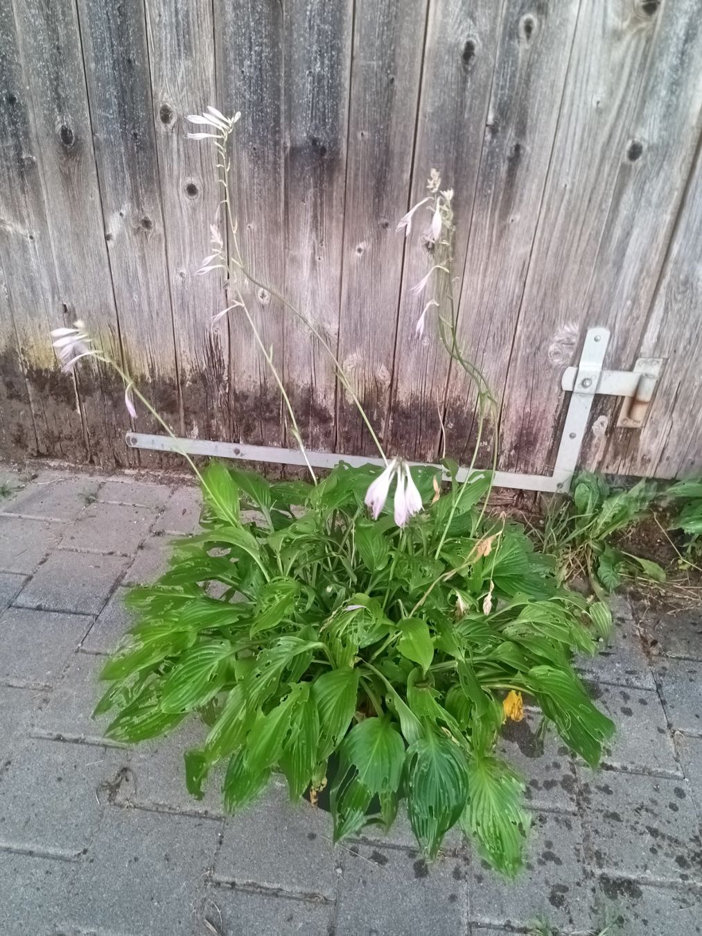 Pflanzen & Samen: Hosta – Gebraucht aus Zug von SirGoldFish