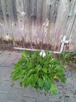 Hosta