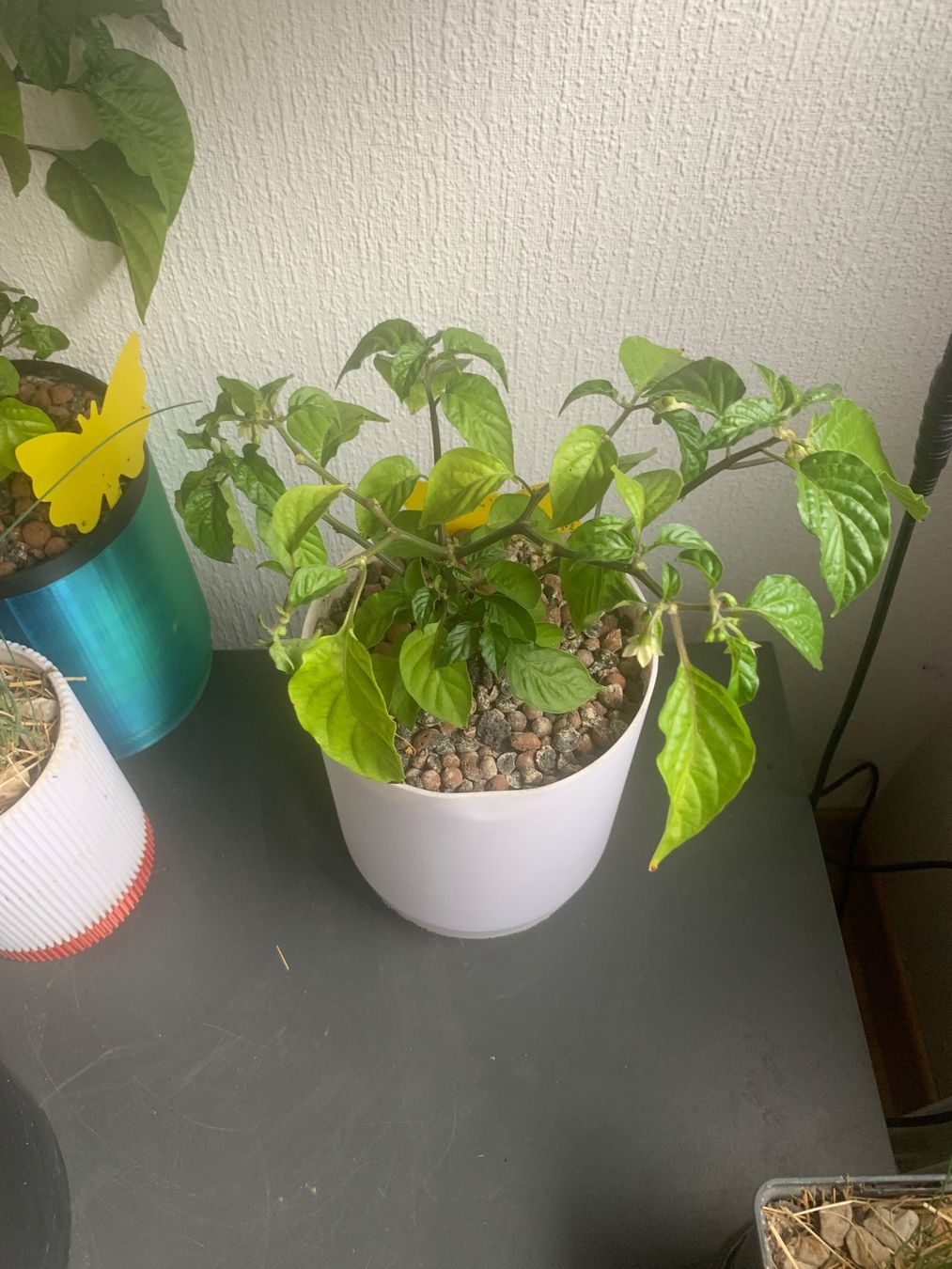 Piante & sementi: Plant de piments habeneros – Usato da Vallorbe venduto da amj_7jv5 1