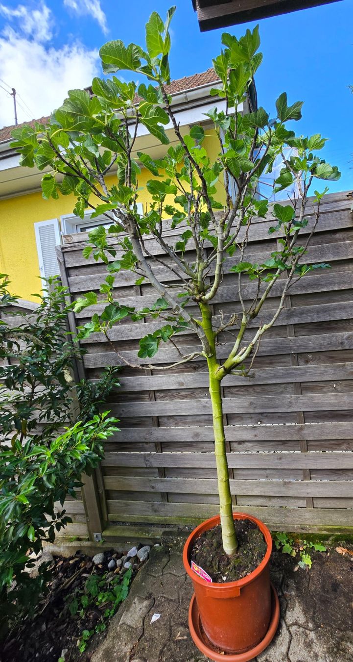 Pflanzen & Samen: Grosser kräftiger Feigenbaum – Gebraucht aus Aarburg von popkorn65