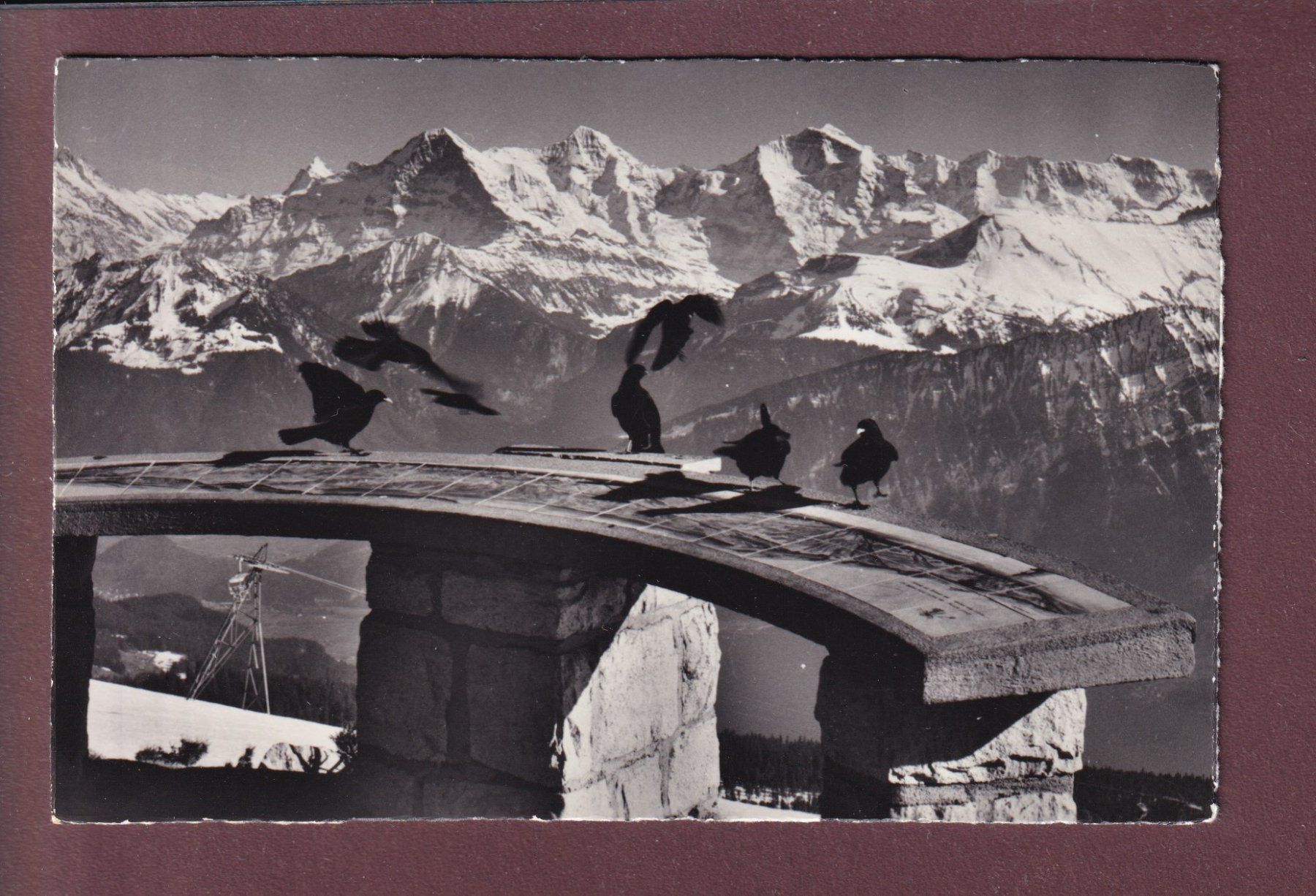 Cartoline postali: BEATENBERG-NIEDERHORN - Alpendohlen – Usato da Pully venduto da nicecards