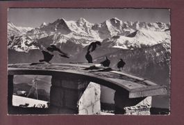 BEATENBERG-NIEDERHORN - Alpendohlen