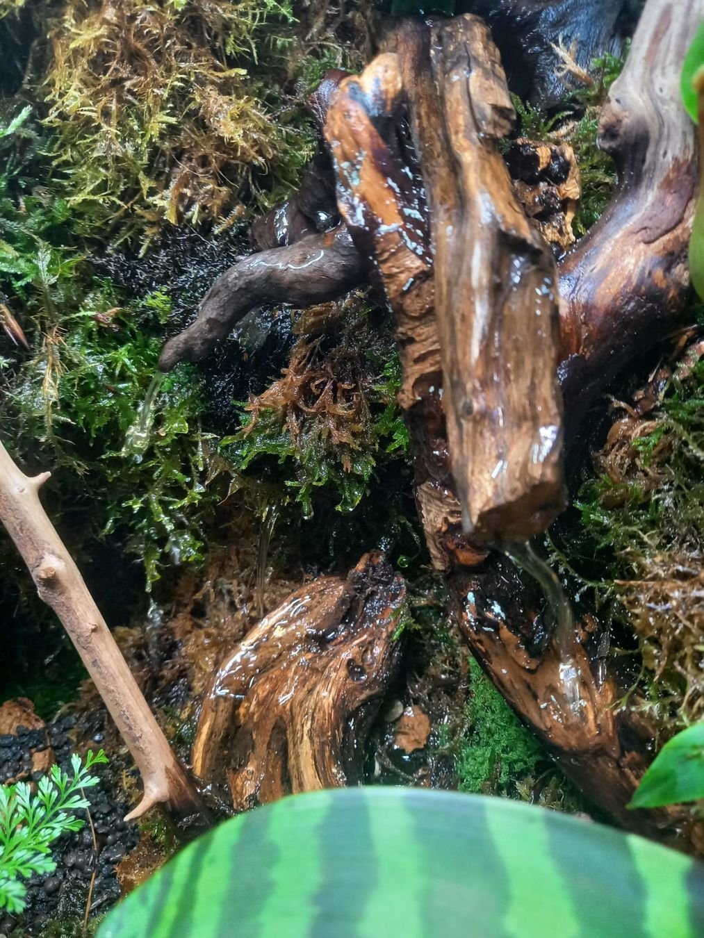 Terrario: Terrarium 60x50x60 Regenwald - NEU – Nuovo (secondo la descrizione) da Kleinlützel venduto da aller-l-ei 3