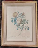 Rose Kupferdruck nach Redouté