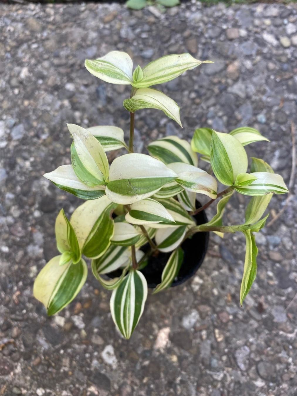 Piante & sementi: Callisia elegans - Schönpolster – Nuovo (secondo la descrizione) da Winterthur venduto da Aniger 7