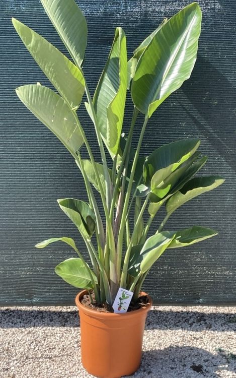 XL Strelitzia " Augusta "oder "Alba", 100 cm hoch NUR 1 STK! (Neu und  originalverpackt) in Rovio fr CHF 139  mit Lieferung auf Ricardo kaufen