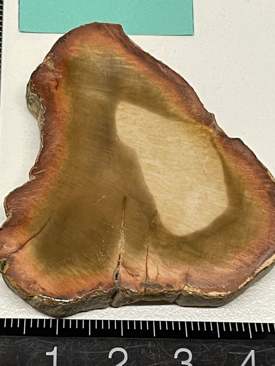 Minerali & Pietre curative: Heilstein versteinertes Holz – Usato da Rümlang venduto da euqinom16 1