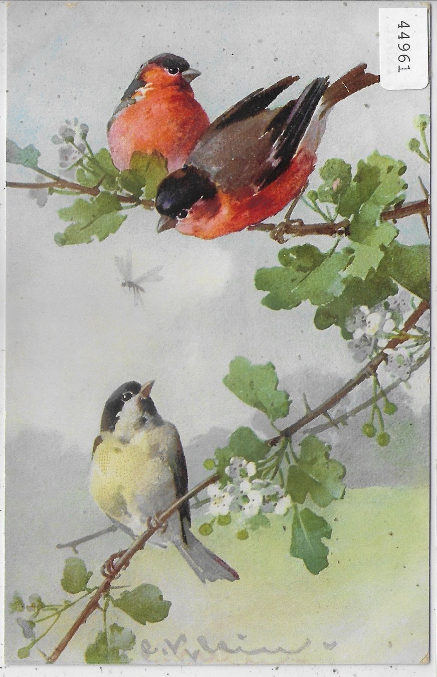 Cartoline postali: Catharina Klein - Vögel – Usato da Ettingen venduto da Kartenplanet