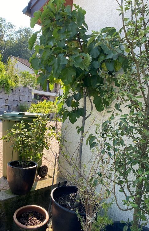 Piante & sementi: Feige Feigenbaum ficus Baum Blumen Pflanzen – Usato da Dottikon venduto da 6571 6
