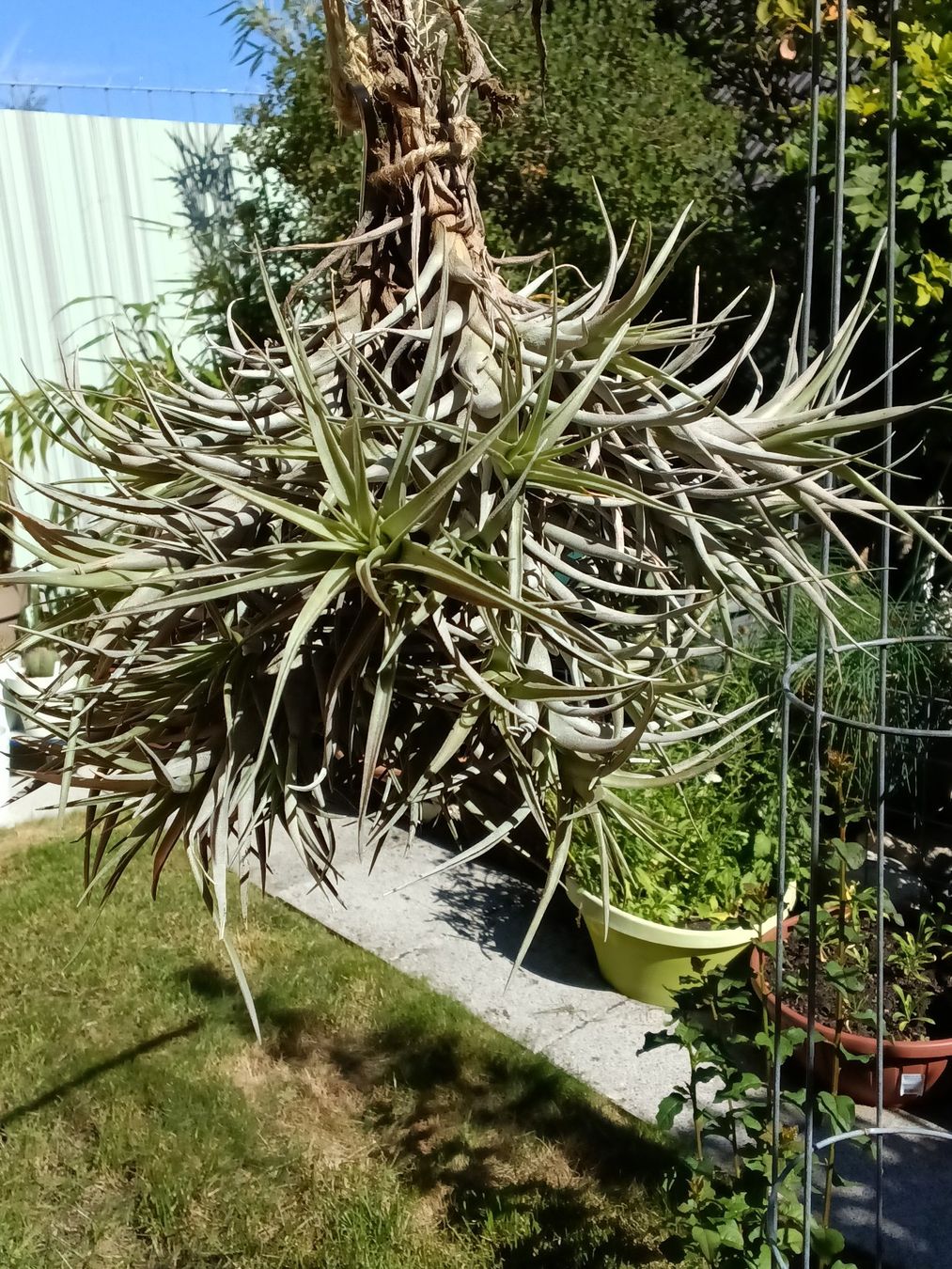Piante & sementi: Tillandsia bergeri – Nuovo (secondo la descrizione) da Erlach venduto da Tobago25 1