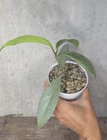 Hoya Pubicalyx 'Pink Silver Ghost'