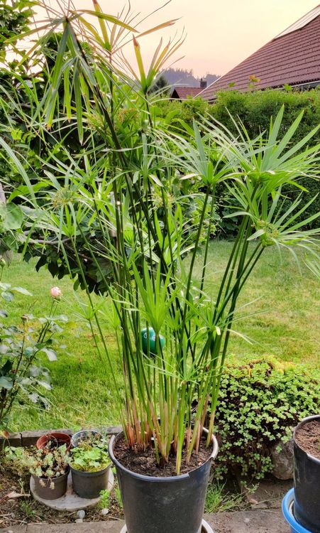 Wasserpalme Zypergras Zimmer Pflanze gratis Lieferung Zürich Kaufen