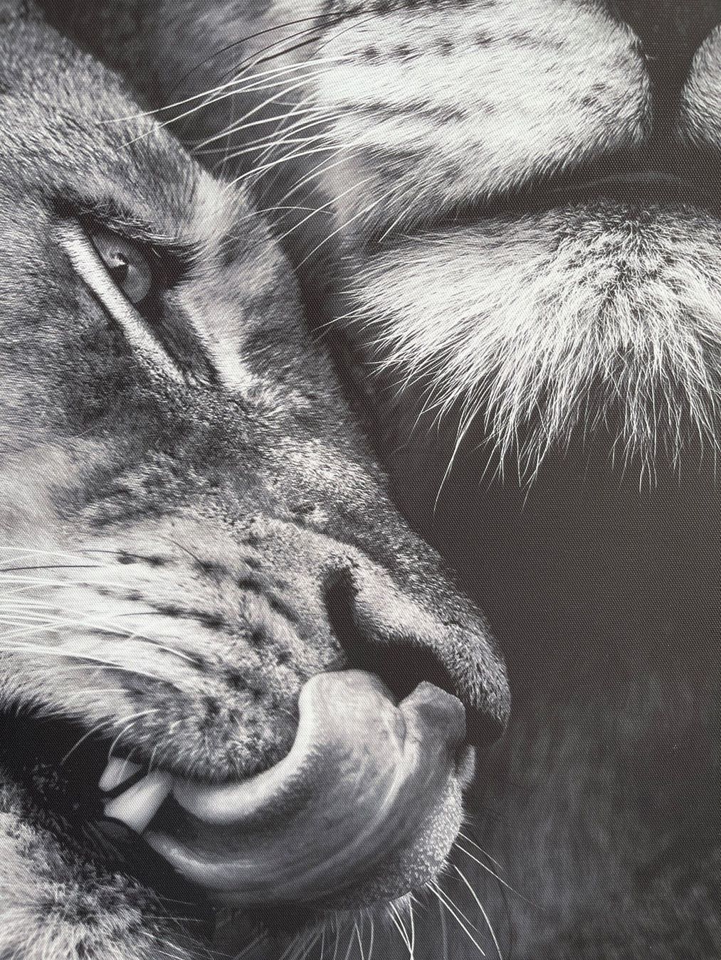 Foto & Immagini: Canvas Löwenpaar 50x70cm – Usato da Escholzmatt venduto da Stern777 1