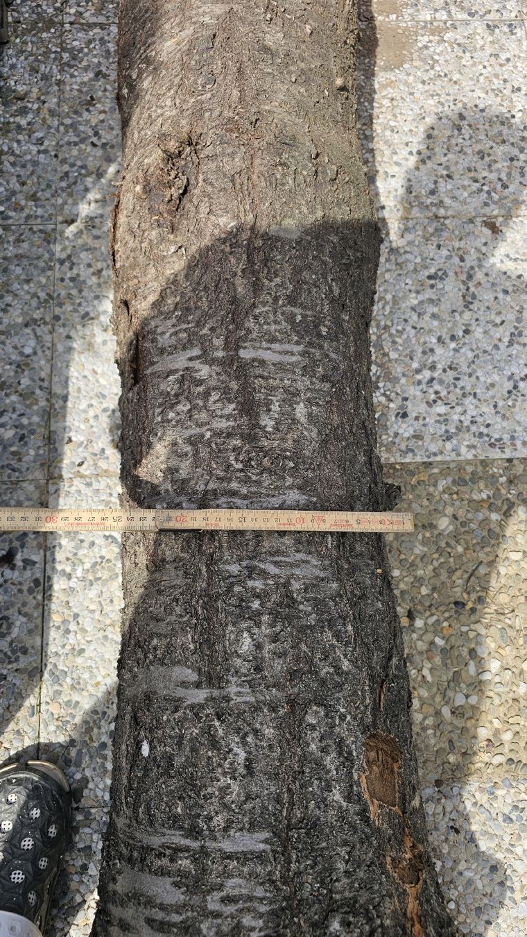 Articoli in legno: Kirsche Baumstamm – Usato da Ebikon venduto da Mmoe 3