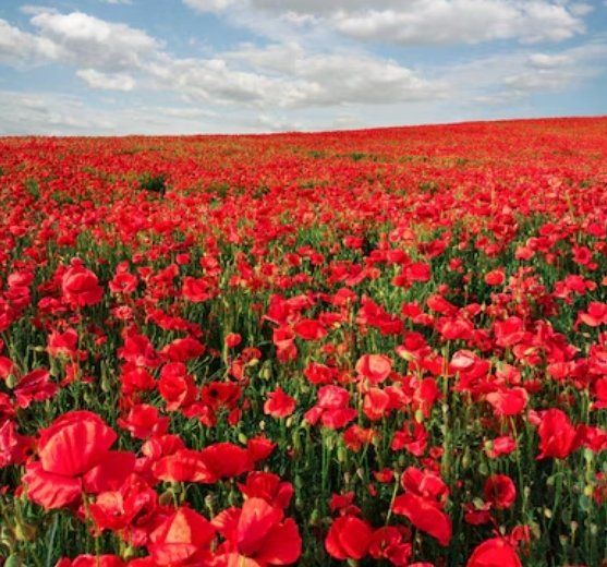 Pflanzen & Samen: 100 SAMEN Klatsch Mohn Graines Coquelicot Papavero – Neu und originalverpackt aus Rovio von POSITIFFARTandPLANTS