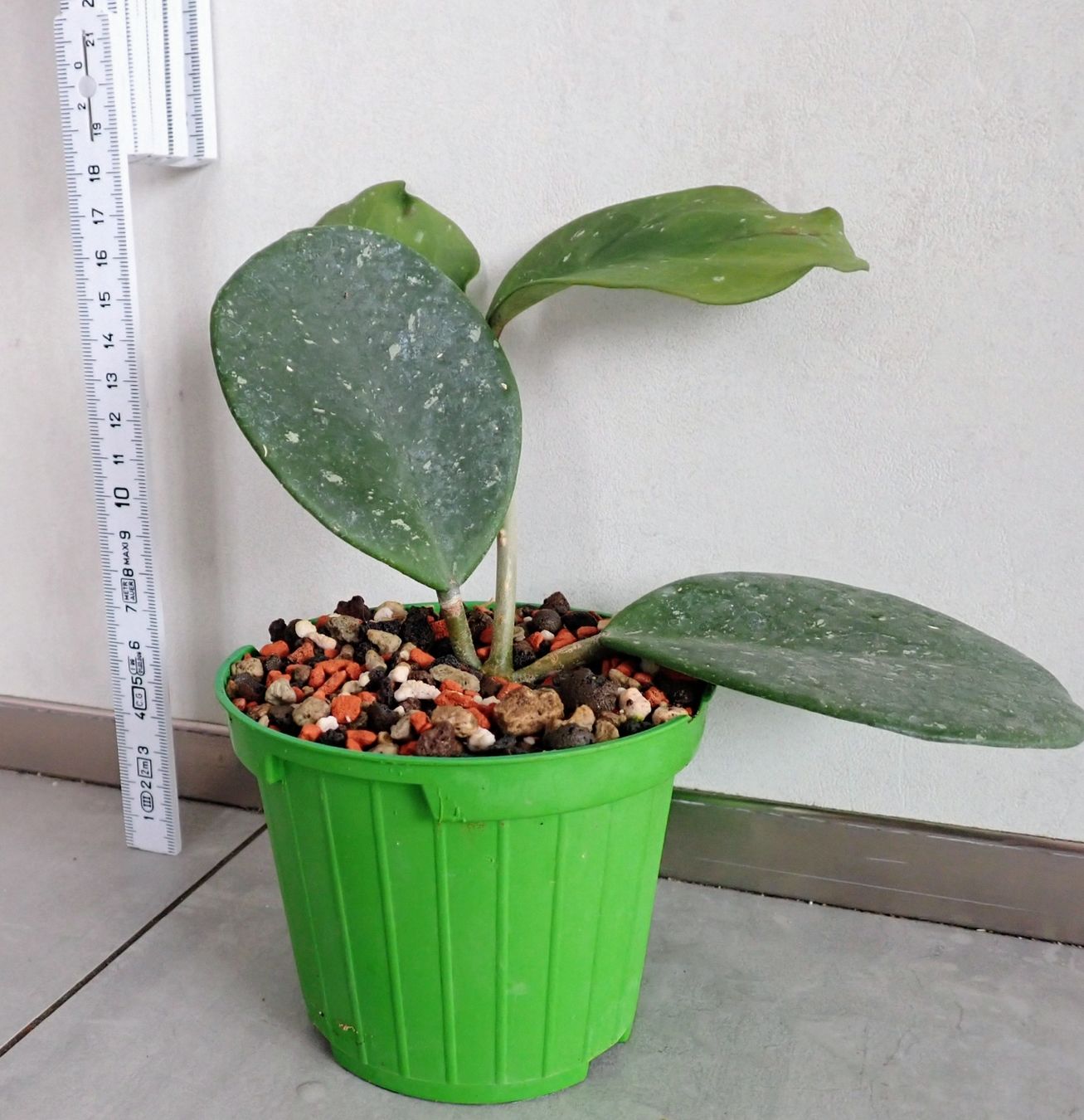 Piante & sementi: Hoya obovata 'Splash – Usato da Comano venduto da che_8lc2 2