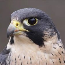 Profile image of Falcun